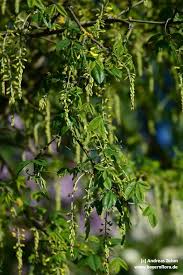 Image result for Thesium wilczekianum