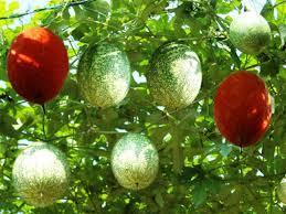 Gourd varieties like ridge gourd, bitter gourd and snake gourd are some of the popular vegetables which can be very easily grown in the home gourds have separate male and female flowers. Pin On Gourds Cucurbitaceae