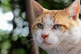 Pin En German Moreira