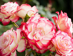 Check spelling or type a new query. 50 Different Types Of Roses How Many Types Are There Plantsnap
