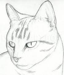 (to make it cuter, draw the eyes larger,but not too large). How To Draw A Cat Head Draw A Realistic Cat Step By Step Drawing Guide By Finalprodigy Dragoart Com