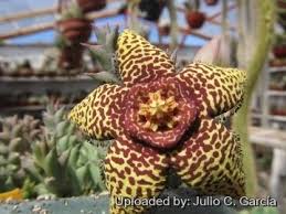 Image result for Orbea lugardii