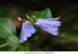 Image result for Sclerochiton harveyanus