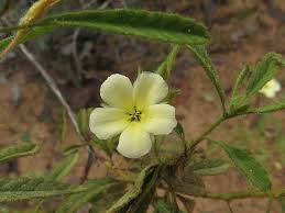 Image result for Turneraceae