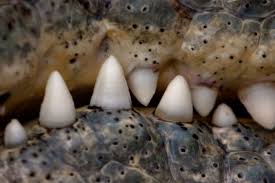 What Is The Ugliest Fish In The World Our Top 10 In 2020 Species Of Sharks Crocodile Species Saltwater Crocodile