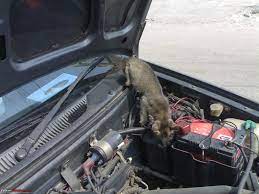 Rats are the main problem destroying the wires inside the engine bay and costs you more than tens of thousands rupees. How Do You Protect Your Car From Rats Page 20 Team Bhp