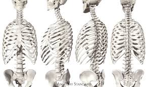 Axial Skeleton In 2020 Axial Skeleton Skeleton Bones