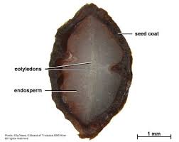 Image result for Adenia rumicifolia