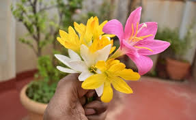 Image result for Zephyranthes candida