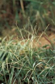 Image result for Digitaria eylesii