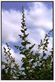 Image result for Wissadula