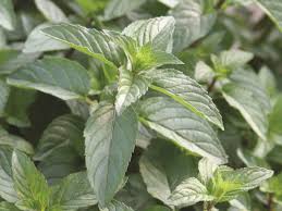 We drink more tea per head of population than any other country in the world, except for ireland. 13 Plants You Need In Your Beverage Garden Diy Network Blog Made Remade Diy