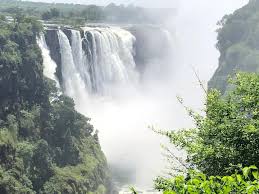 Image result for Baikiaea