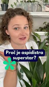 Image result for Kořenokvětka Aspidistra
