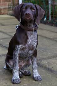 German Shorthaired Pointer He S So Proud Of Himself Gsp Dogs Gsp Puppies Pointer Puppies