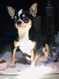 Pin On Gorgeous Chihuahuas