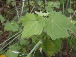 Image result for Pavonia burchellii