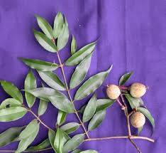 Image result for Symphonia globulifera