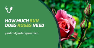 Flowering roses are a joy, but roses need complementary ground cover planting to support the rest of the year. How Much Sun Does Roses Need