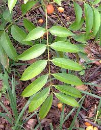 Image result for Zanha golungensis