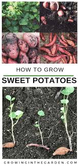 Sweet potato tubers grow close to the surface. How To Grow Sweet Potatoes Growing In The Garden