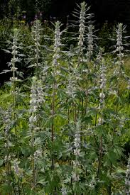 Image result for Endostemon villosus