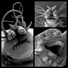 Because it's not just a rock. Deep Sea Worms Viewed Under Electron Microscope Damnthatsinteresting