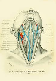 Informationen über die inneren organe des menschlichen körpers in einem 3dmodell. Menschliche Anatomie Vintage Print Menschlichen Hals Etsy