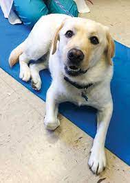Managing Canine Osteoarthritis In All Stages And Ages