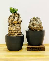 Image result for Euphorbia mlanjeana