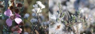 Image result for Eriocephalus microphyllus