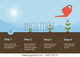 Stages of plant growth diagram. Stages Plant Growth Vector Photo Free Trial Bigstock