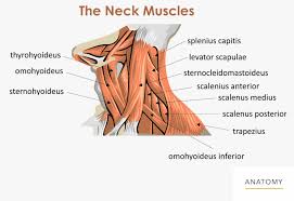 Head and neck anatomy is important when considering pathology affecting the same area. Neck Back Orthopedic Associates Of Northern California Orthopedic Associates Of Northern California