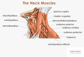 The levator scapulae muscle is attached at the top four cervical vertebrae (c1 to c4) and runs down the side of the neck to attach at the top of the shoulder blade (scapula). Neck Back Orthopedic Associates Of Northern California Orthopedic Associates Of Northern California