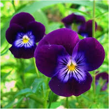 King Henry Viola Seeds For Planting (Viola cornuta) Seed Needs