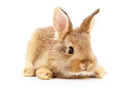 What Is My Bunny Saying Decode Your Bunny S Behavior