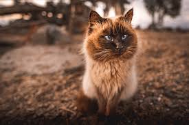 Image supplied by animal photography. 11 Blue Eyed Cat Breeds You Won T Be Able To Resist I The Discerning Cat