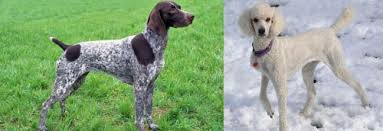 Use the search tool below and browse. German Shorthaired Pointer Vs Poodle Breed Comparison