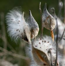 How To Collect And Grow Milkweeds To Help Monarchs And Other Pollinators Milkweed Seeds Milkweed Pods Milkweed