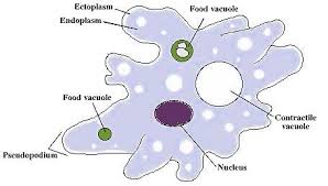 Kingdom Protista The Biology Corner Excellent Overview