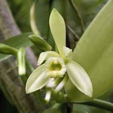 Image result for Vanilla polylepis