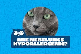 We did not find results for: Are Nebelung Cats Hypoallergenic What You Need To Know