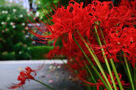 妙蓮寺 彼岸花 高画質 写真 | 季節の生花種類, 彼岸花, 美しい花