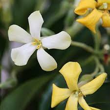 Hymenosporum Flavum The Native Frangipani Nurseriesonline