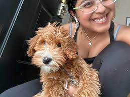 Yorkie Grooming Experiences and Photos