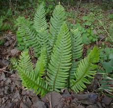 Image result for Polystichum