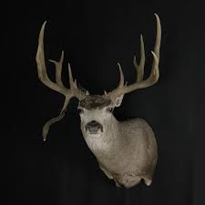 Mule Deer Shoulder Mount | Mule Deer Buck Mounts | Texas Taxidermy