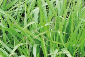 Image result for Urochloa dictyoneura