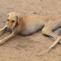 Pdf Kanni Dog Monograph Selva Kumar Academia Edu Door delivery available to anywhere. pdf kanni dog monograph selva