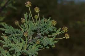 Image result for Acacia luederitzii